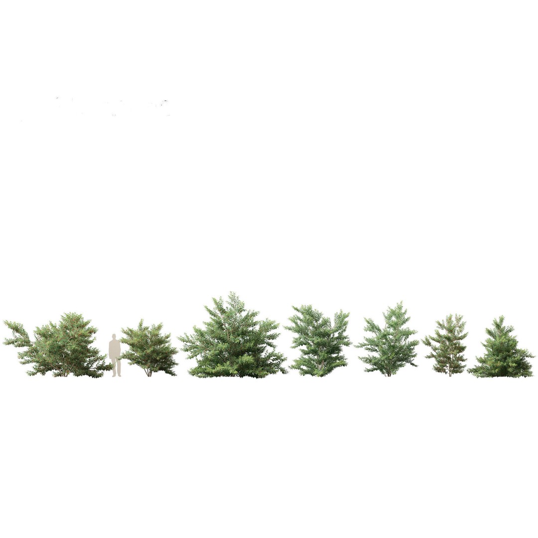 Ilex pedunculosa 3D Model – Realistic Bush Asset, FBX, PBR - View 3