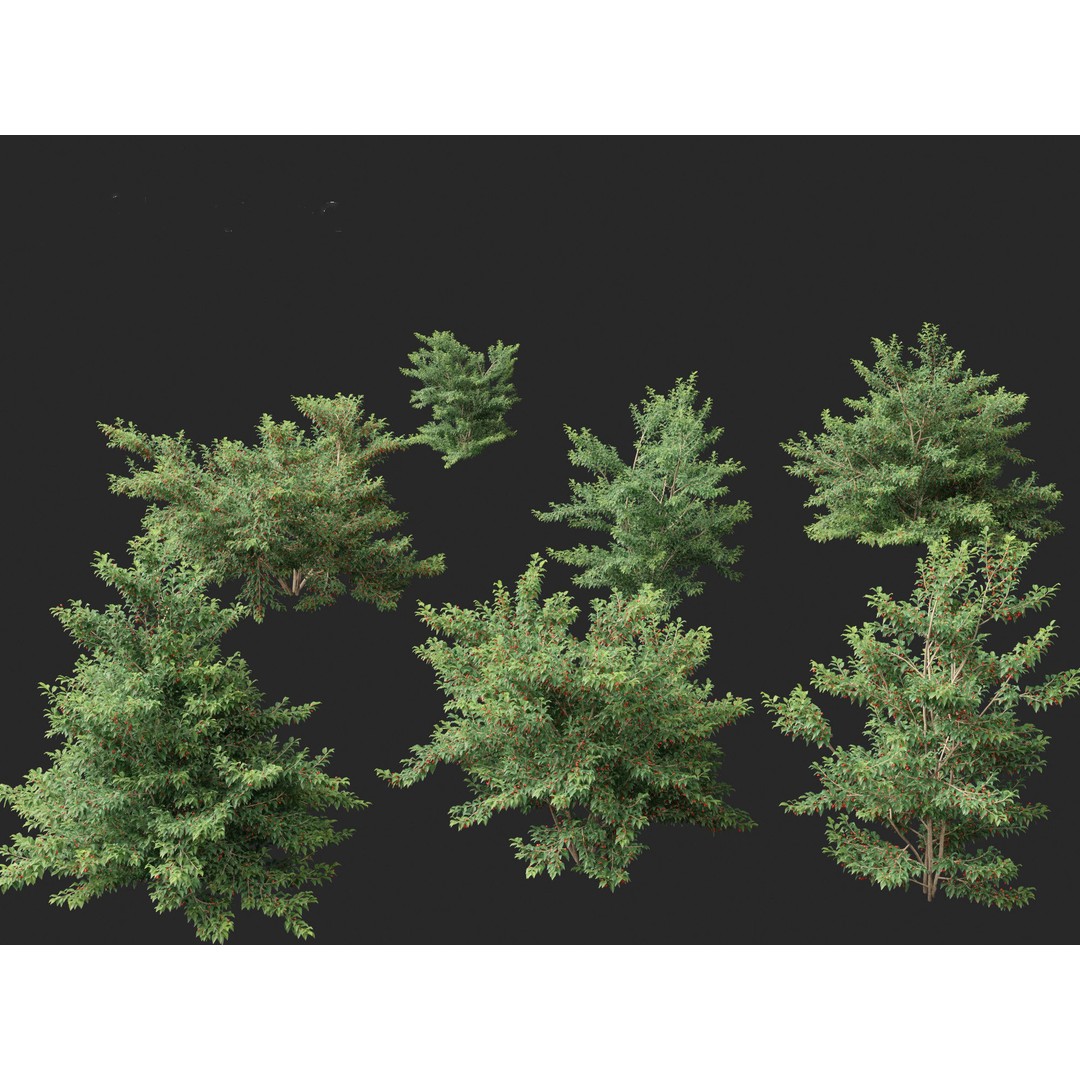 Ilex pedunculosa 3D Model – Realistic Bush Asset, FBX, PBR - View 4