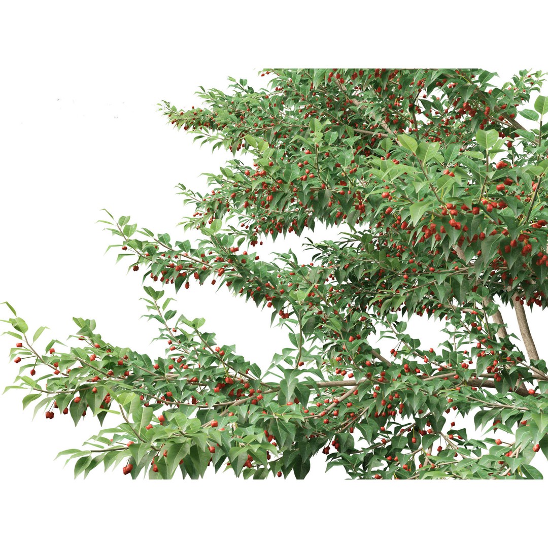 Ilex pedunculosa 3D Model – Realistic Bush Asset, FBX, PBR - View 5
