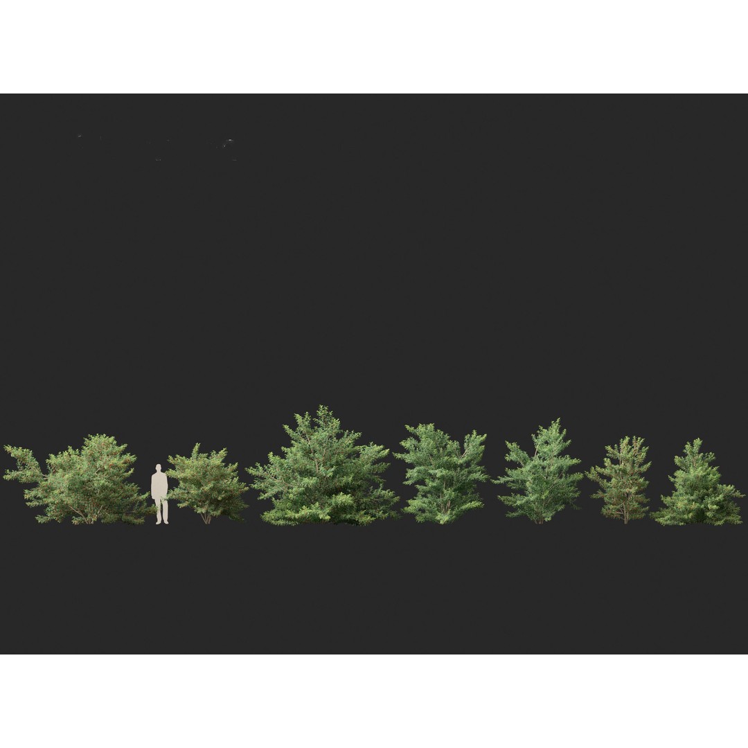 Ilex pedunculosa 3D Model – Realistic Bush Asset, FBX, PBR - View 7