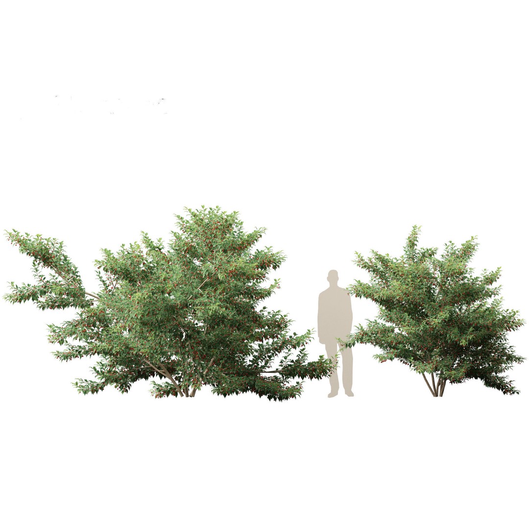 Ilex pedunculosa 3D Model – Realistic Bush Asset, FBX, PBR - View 8