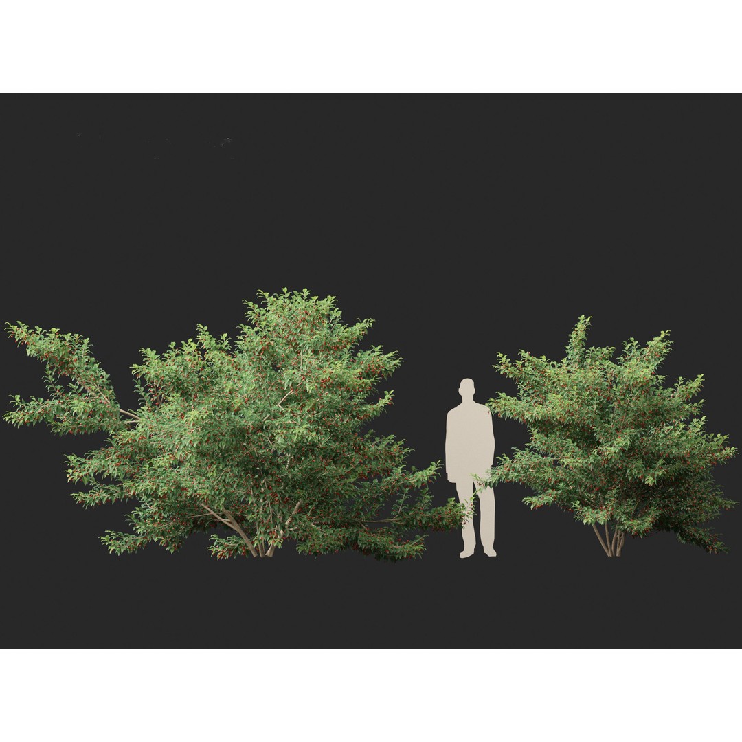 Ilex pedunculosa 3D Model – Realistic Bush Asset, FBX, PBR - View 9