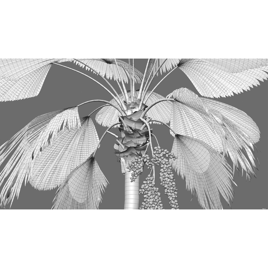 Licuala Grandis 3D Model – Ruffled Fan Palm, PBR Textures, FBX