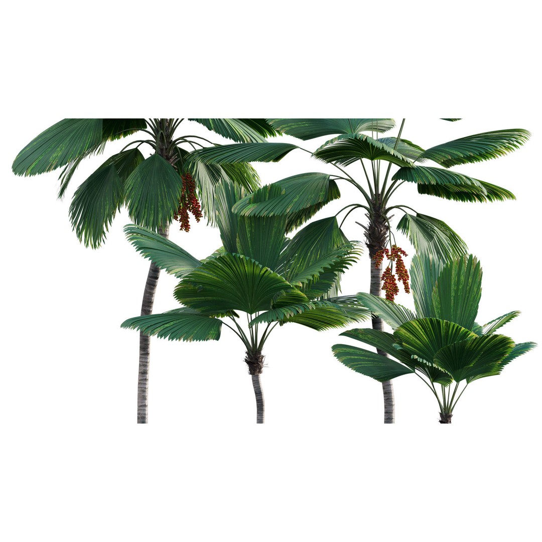Licuala Grandis 3D Model – Ruffled Fan Palm, PBR Textures, FBX - View 10