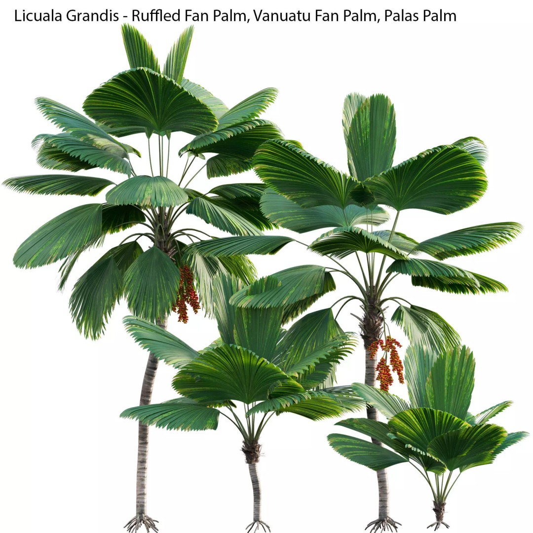 Licuala Grandis 3D Model – Ruffled Fan Palm, PBR Textures, FBX - View 2
