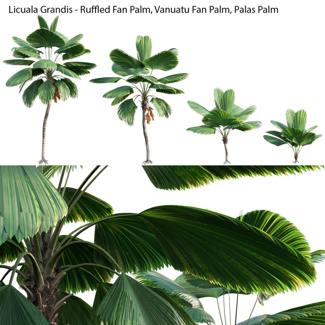Licuala Grandis 3D Model – Ruffled Fan Palm, PBR Textures, FBX - View 3