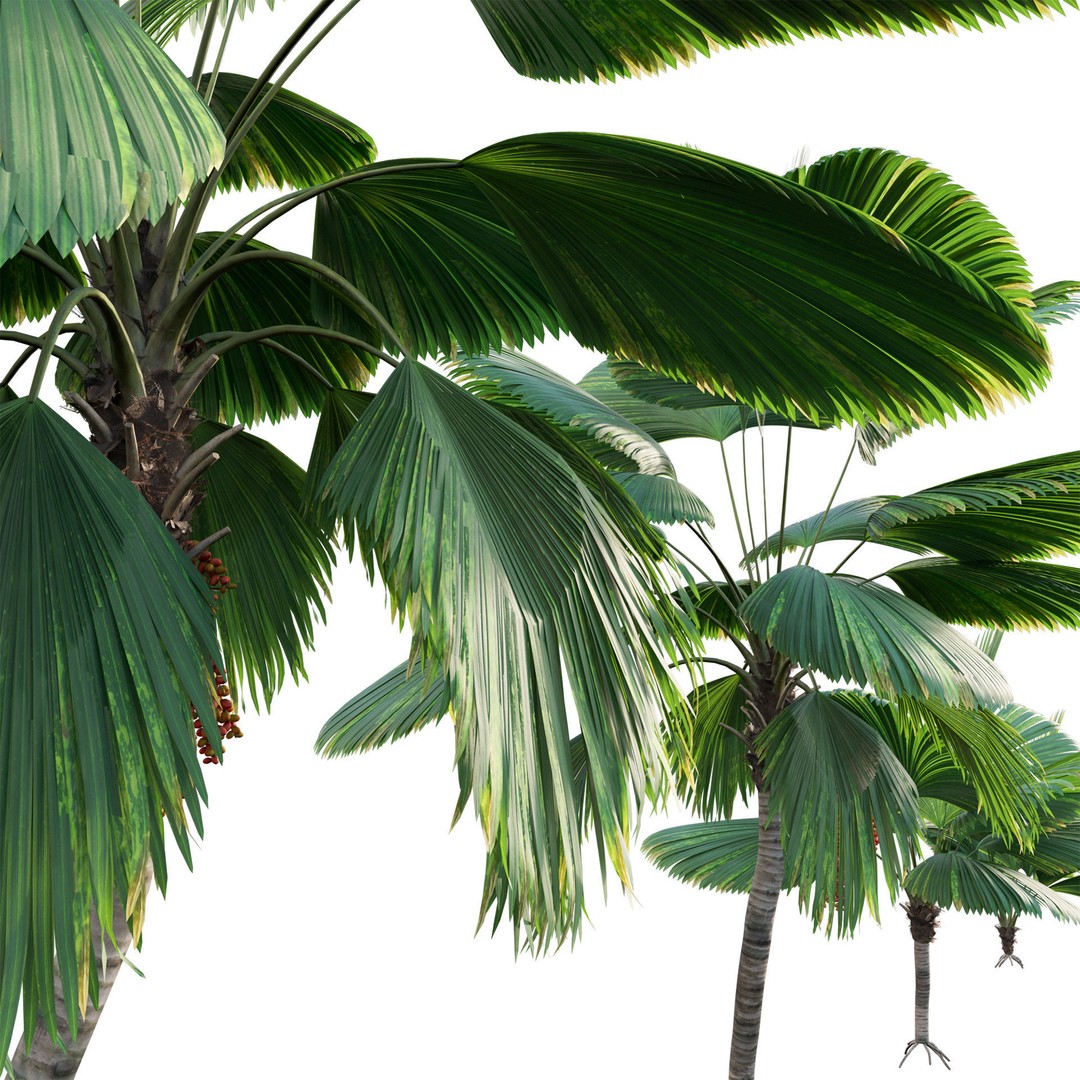 Licuala Grandis 3D Model – Ruffled Fan Palm, PBR Textures, FBX - View 4