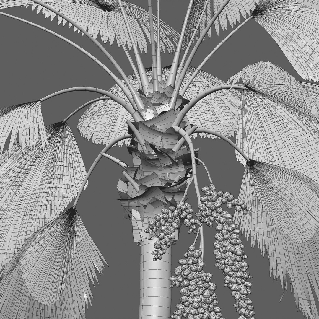 Licuala Grandis 3D Model – Ruffled Fan Palm, PBR Textures, FBX - View 5