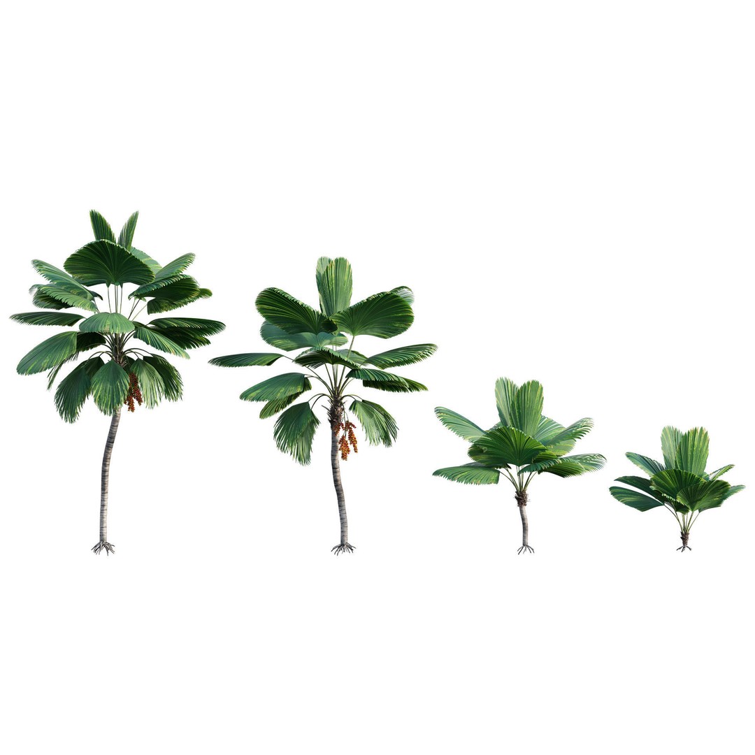 Licuala Grandis 3D Model – Ruffled Fan Palm, PBR Textures, FBX - View 6