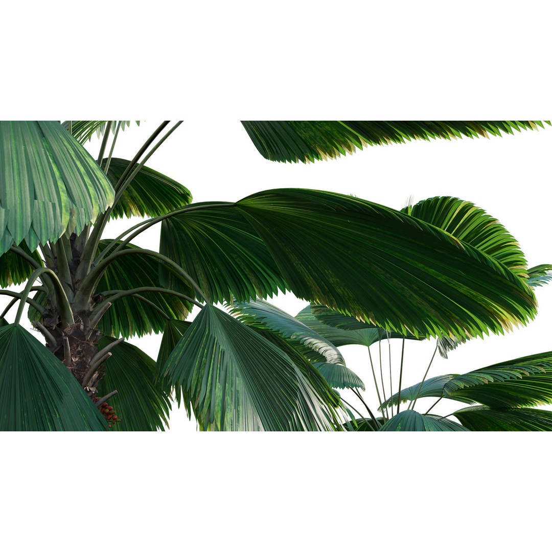 Licuala Grandis 3D Model – Ruffled Fan Palm, PBR Textures, FBX - View 7