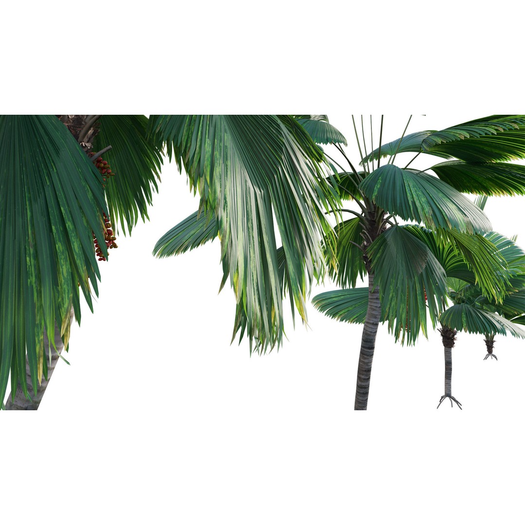 Licuala Grandis 3D Model – Ruffled Fan Palm, PBR Textures, FBX - View 8