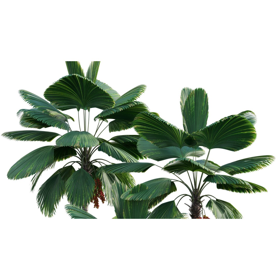 Licuala Grandis 3D Model – Ruffled Fan Palm, PBR Textures, FBX - View 9