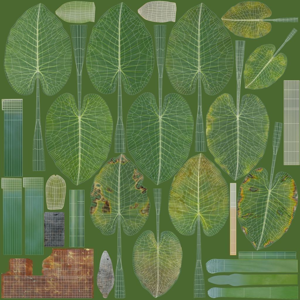 Alocasia 3D Model – Low Poly Plant Collection, Blender, FBX, OBJ - View 11
