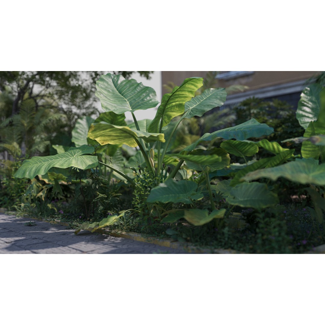 Alocasia 3D Model – Low Poly Plant Collection, Blender, FBX, OBJ - View 3