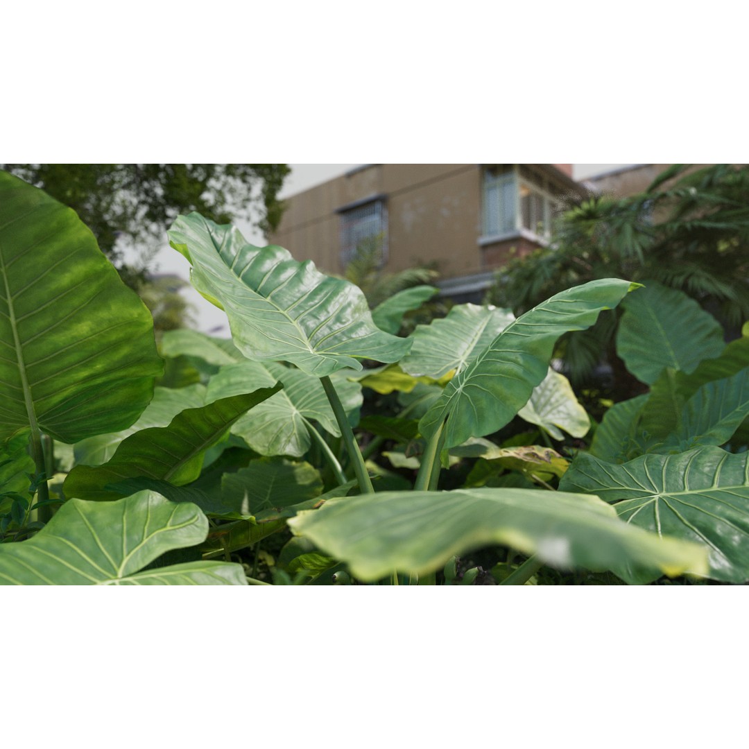 Alocasia 3D Model – Low Poly Plant Collection, Blender, FBX, OBJ - View 4