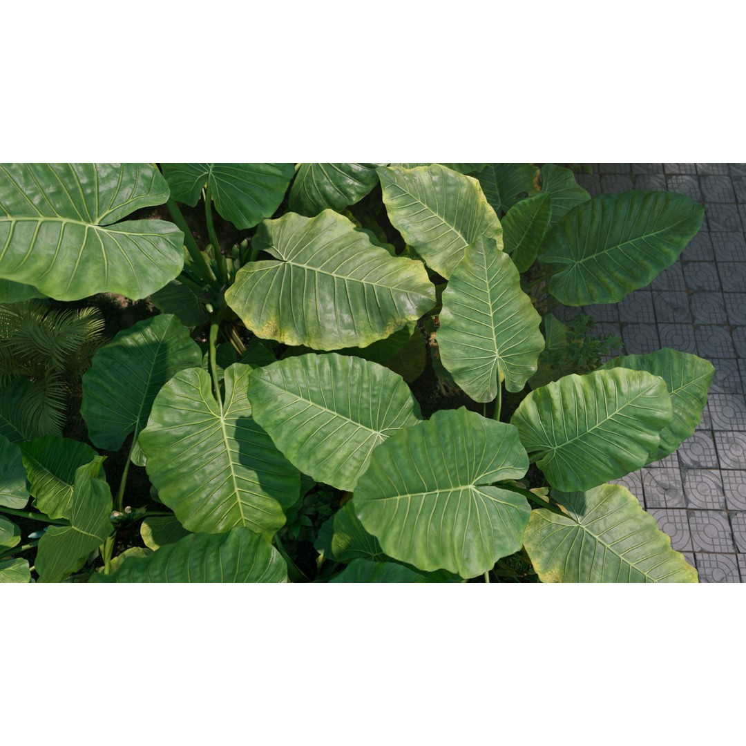 Alocasia 3D Model – Low Poly Plant Collection, Blender, FBX, OBJ - View 5