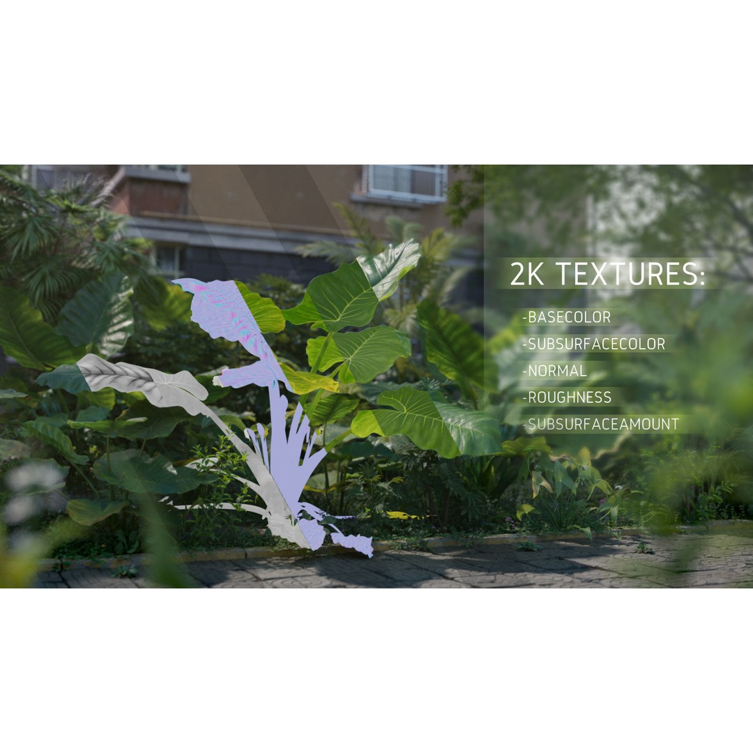 Alocasia 3D Model – Low Poly Plant Collection, Blender, FBX, OBJ - View 6