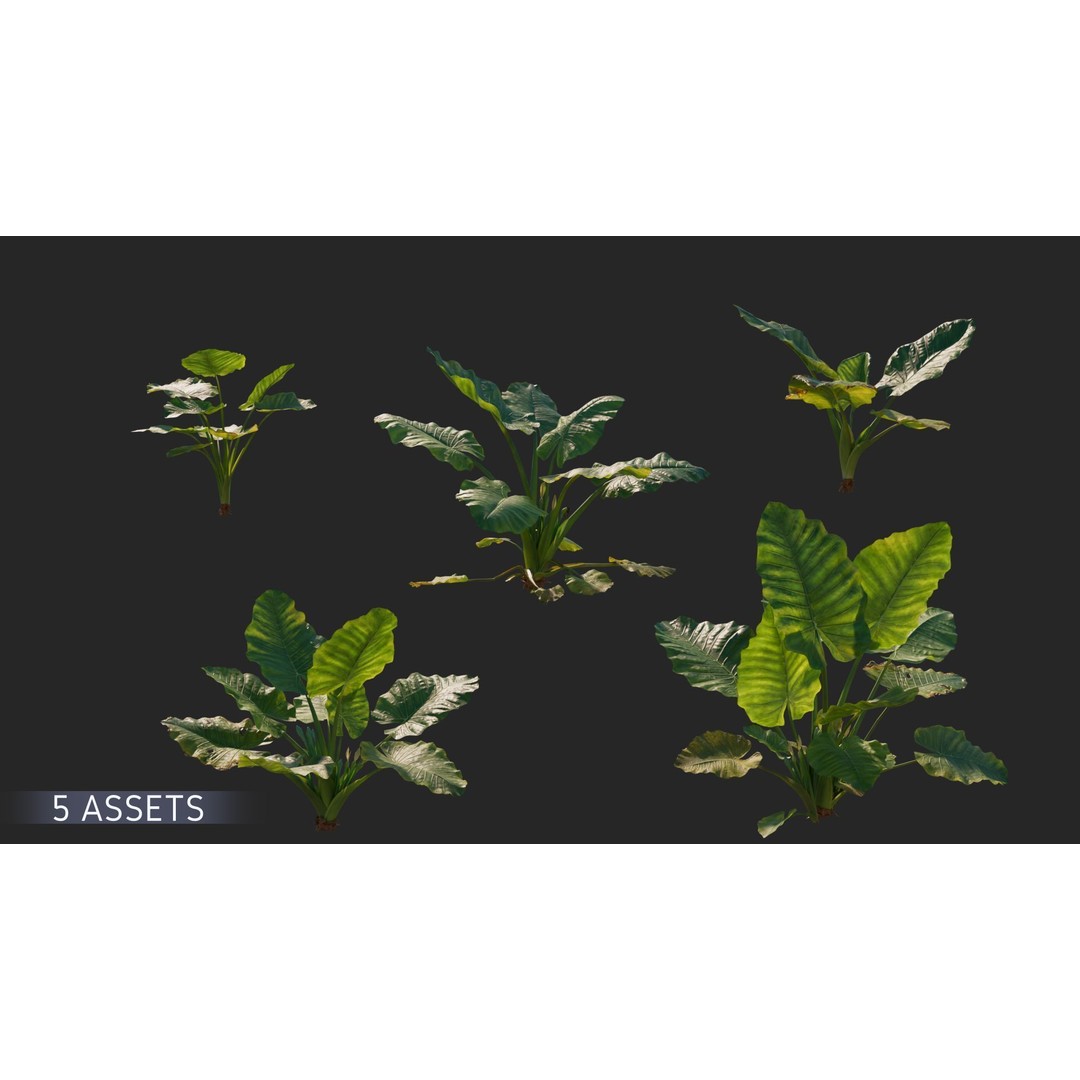 Alocasia 3D Model – Low Poly Plant Collection, Blender, FBX, OBJ - View 7