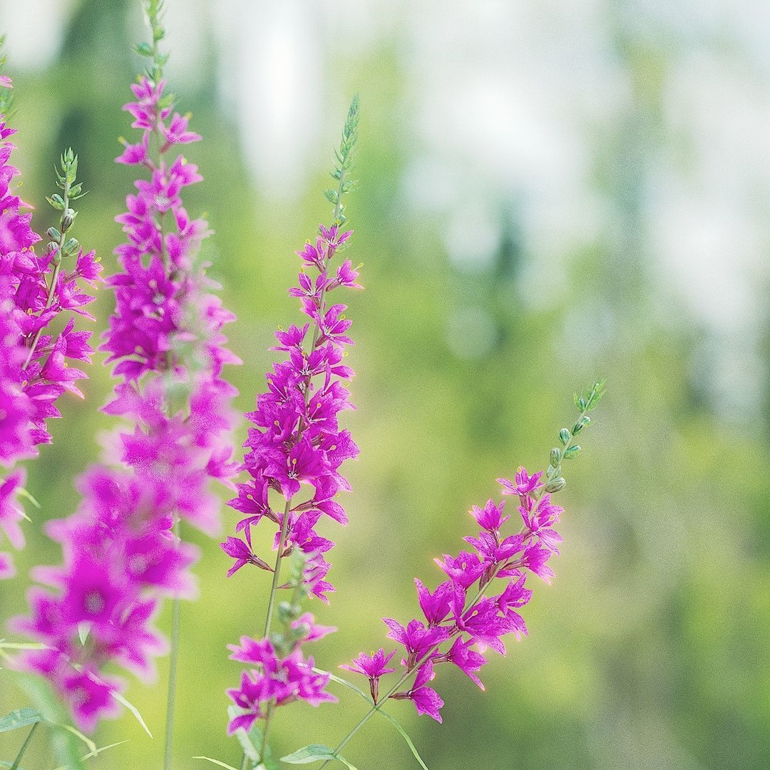 Lythrum Salicaria 3D Model – High Poly Plant Asset, FBX & OBJ Formats
