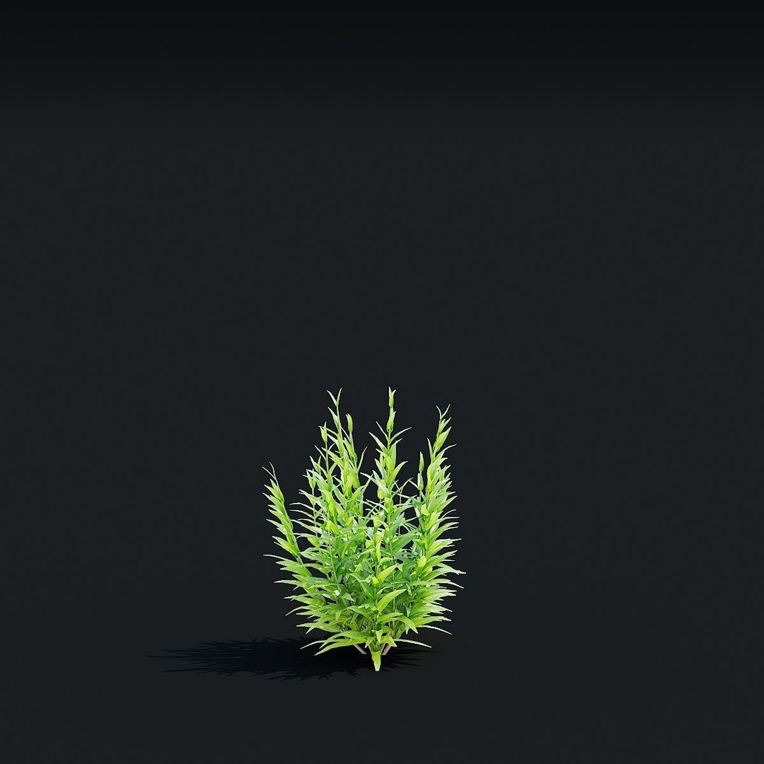 Lythrum Salicaria 3D Model – High Poly Plant Asset, FBX & OBJ Formats - View 10