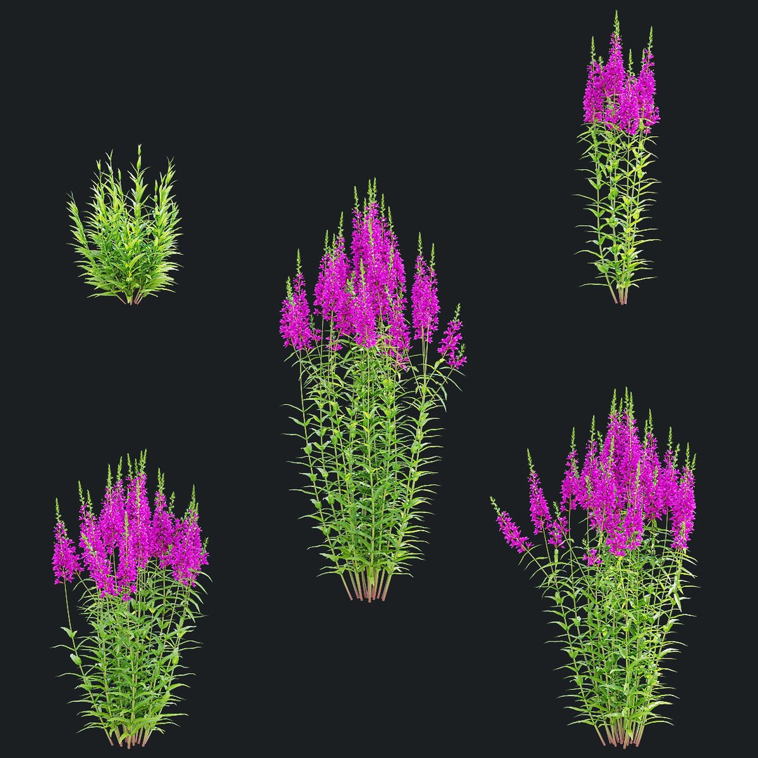 Lythrum Salicaria 3D Model – High Poly Plant Asset, FBX & OBJ Formats - View 11