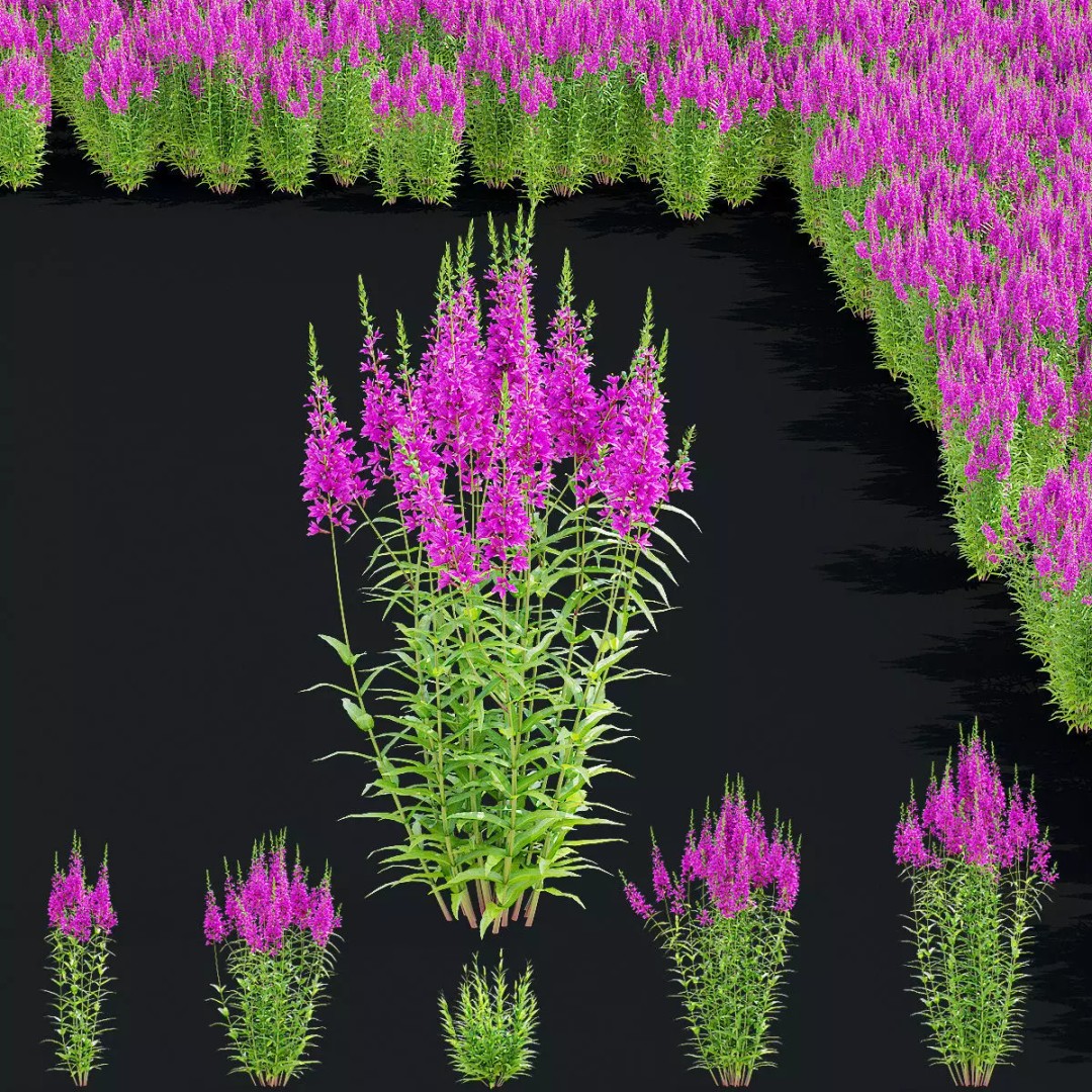Lythrum Salicaria 3D Model – High Poly Plant Asset, FBX & OBJ Formats - View 2