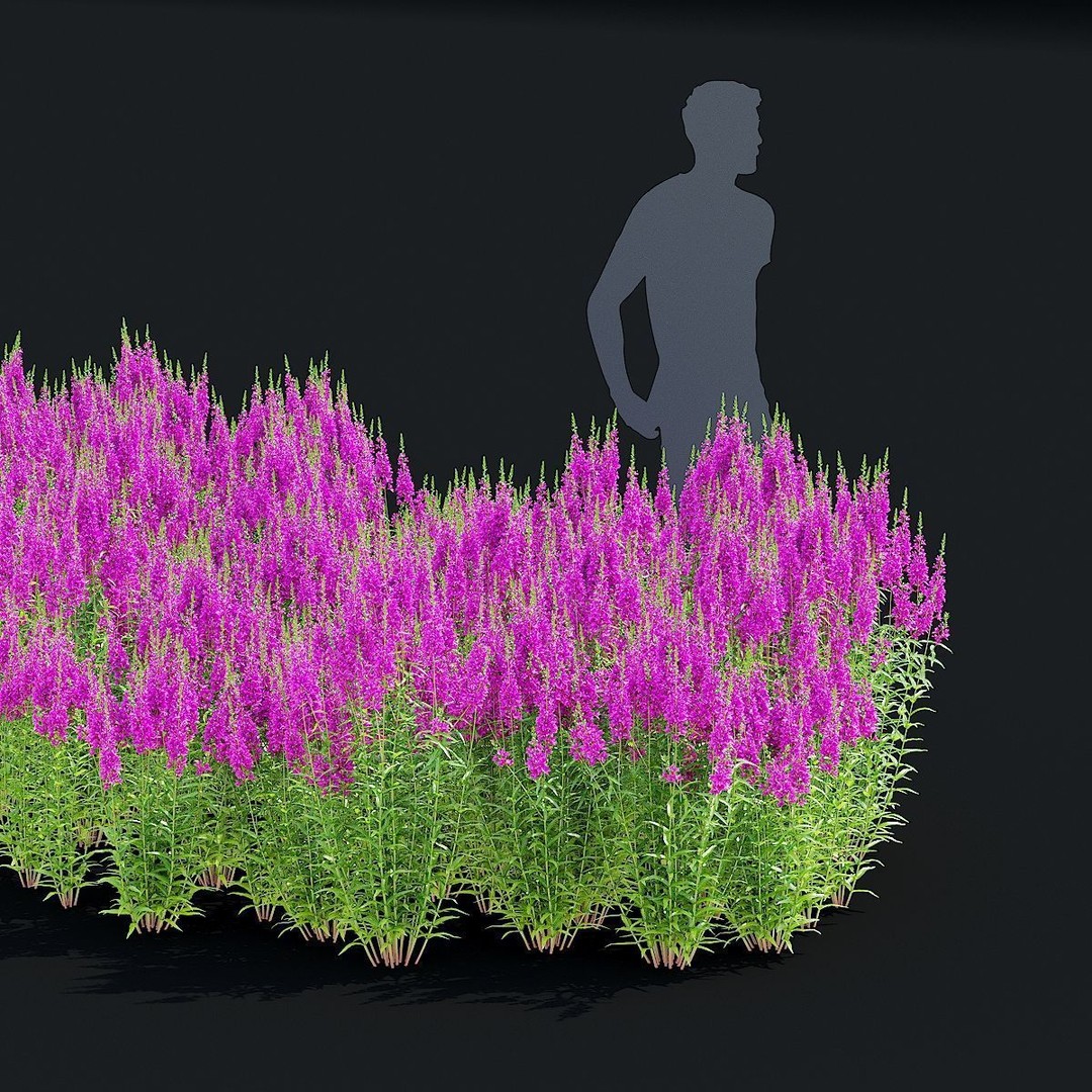 Lythrum Salicaria 3D Model – High Poly Plant Asset, FBX & OBJ Formats - View 4