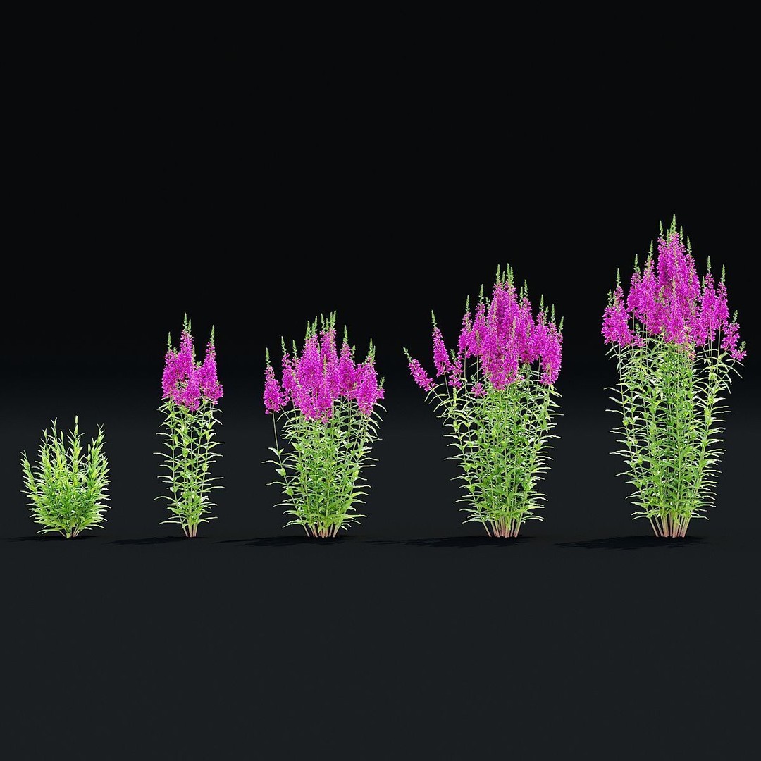 Lythrum Salicaria 3D Model – High Poly Plant Asset, FBX & OBJ Formats - View 5