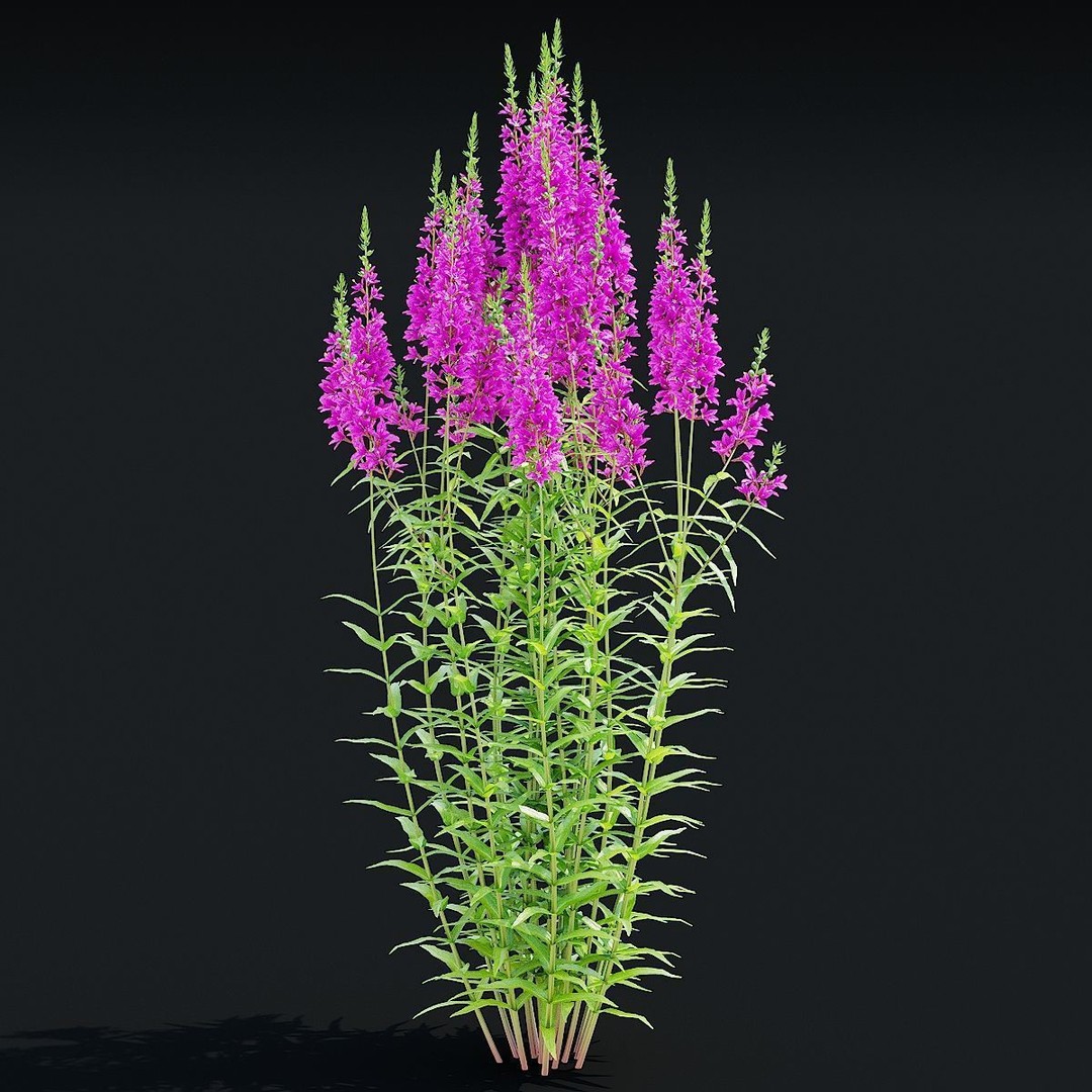 Lythrum Salicaria 3D Model – High Poly Plant Asset, FBX & OBJ Formats - View 6