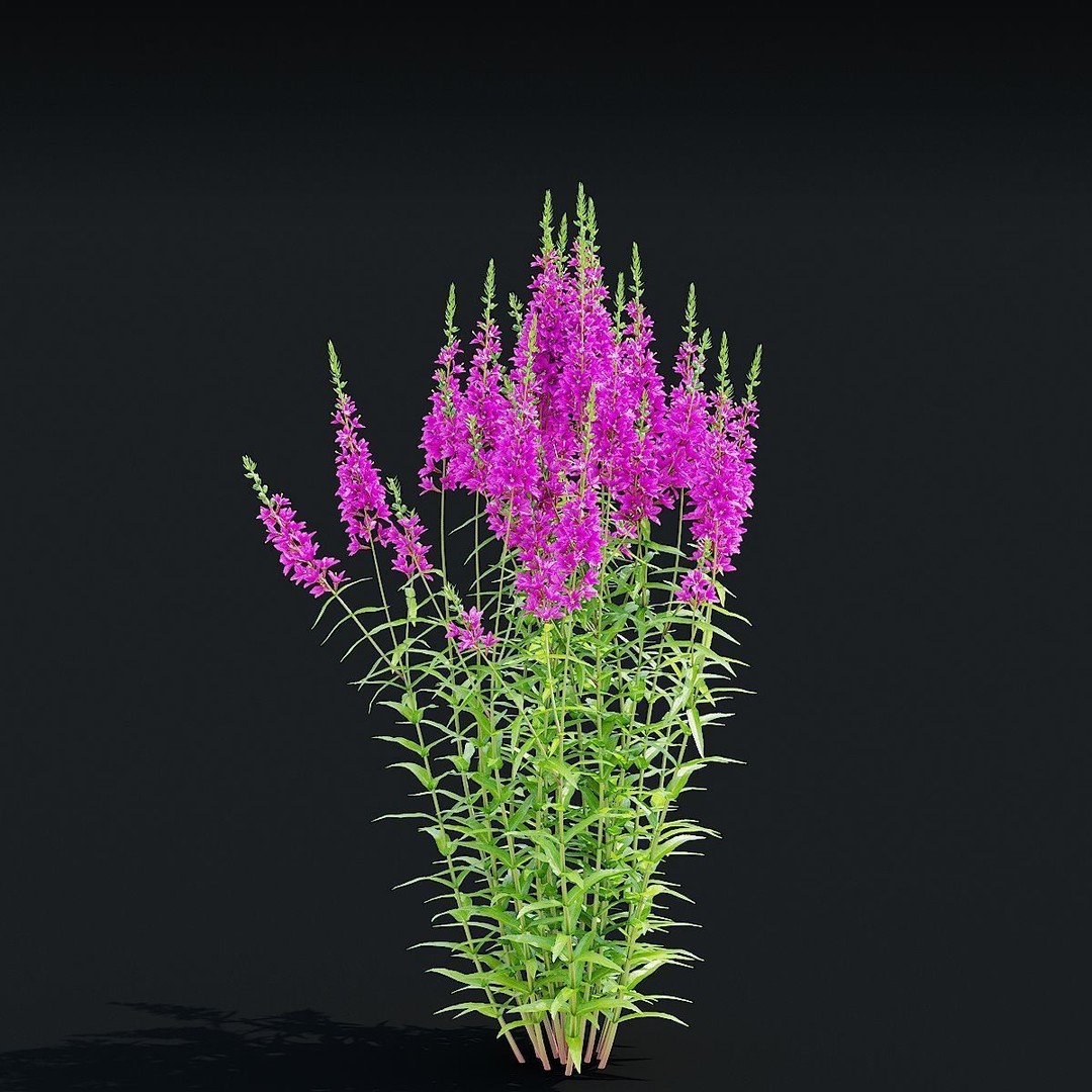 Lythrum Salicaria 3D Model – High Poly Plant Asset, FBX & OBJ Formats - View 7