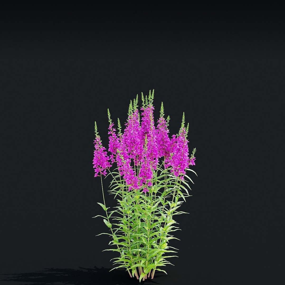 Lythrum Salicaria 3D Model – High Poly Plant Asset, FBX & OBJ Formats - View 8