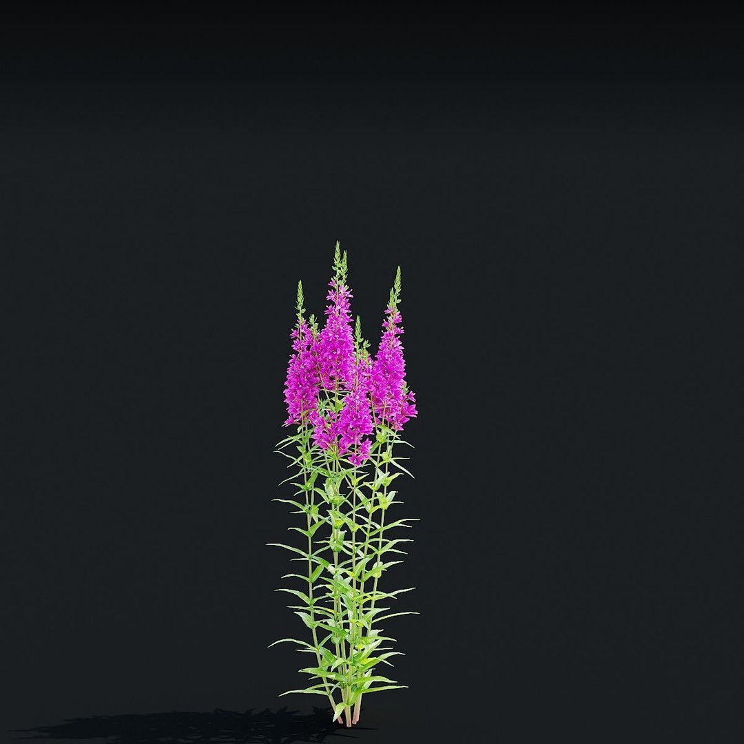 Lythrum Salicaria 3D Model – High Poly Plant Asset, FBX & OBJ Formats - View 9