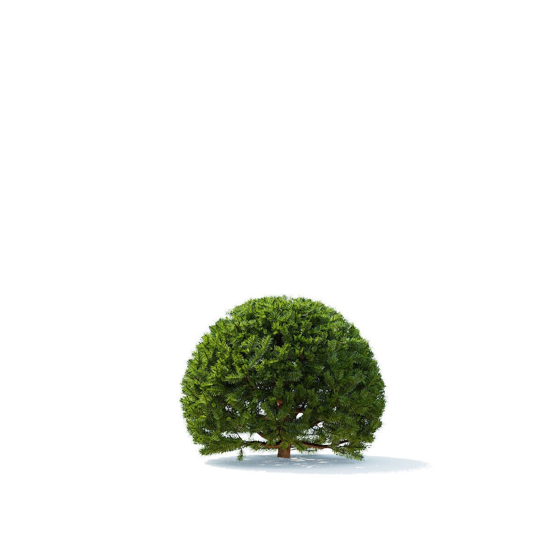 Taxus Baccata Ball 3D Model – High Poly Game Asset, FBX, OBJ - View 10