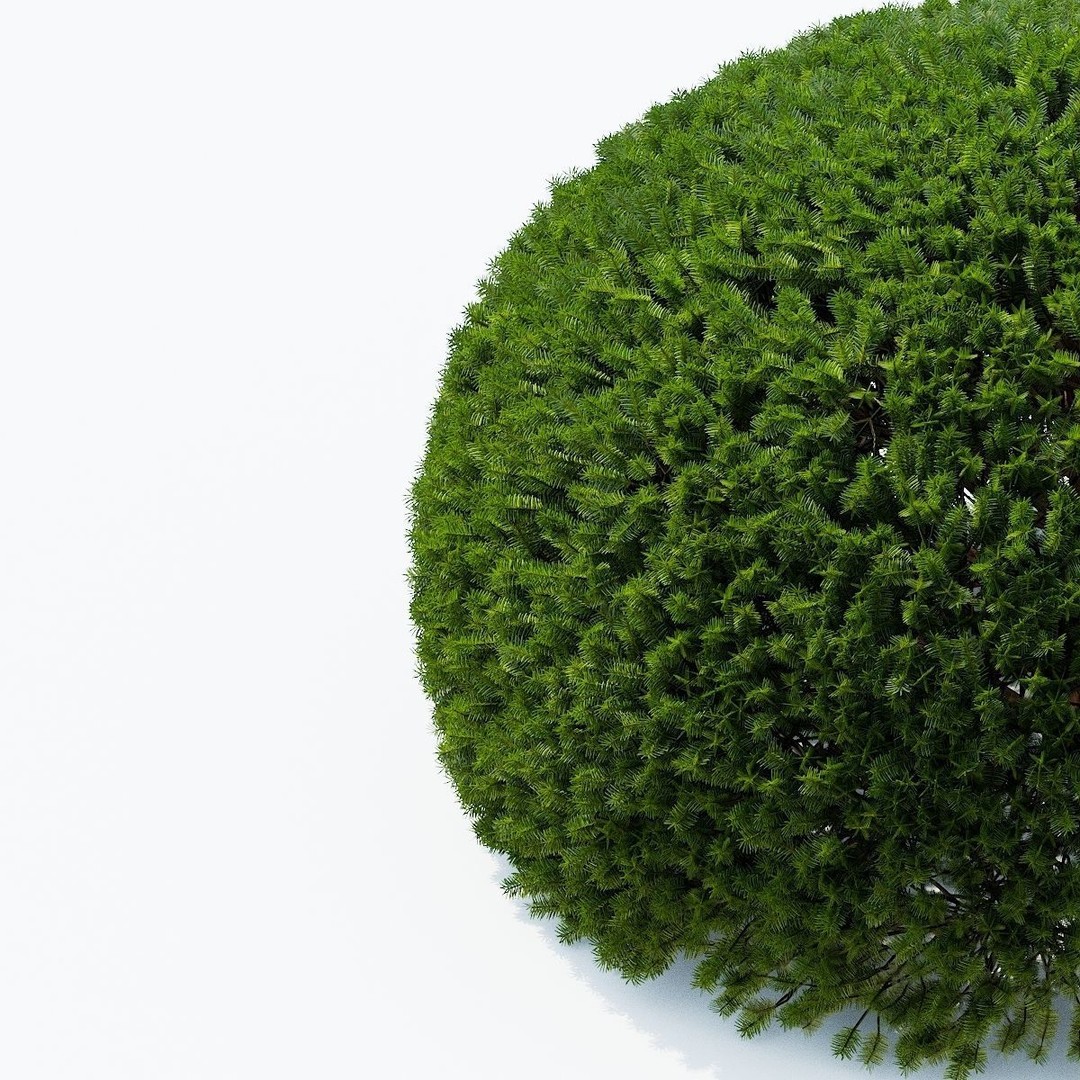 Taxus Baccata Ball 3D Model – High Poly Game Asset, FBX, OBJ - View 11