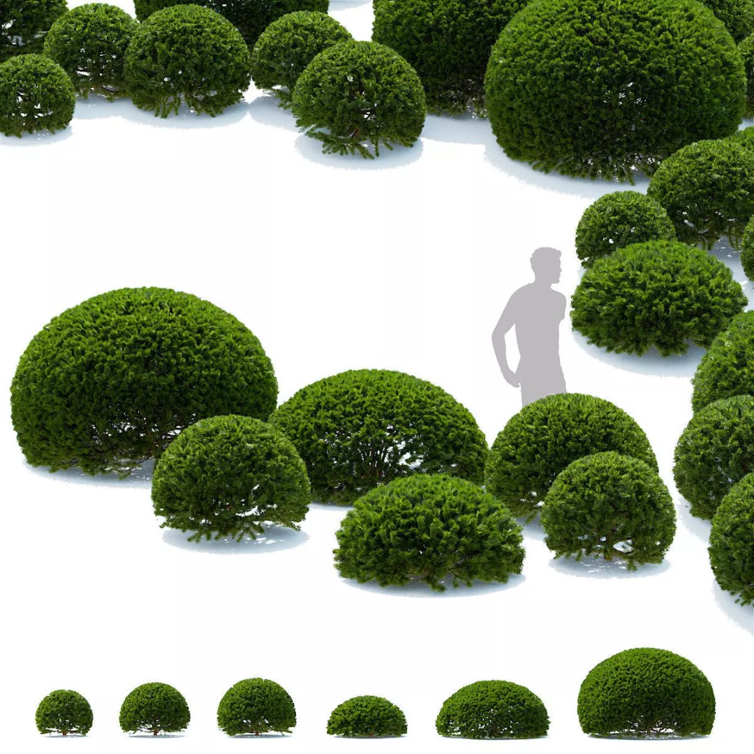 Taxus Baccata Ball 3D Model – High Poly Game Asset, FBX, OBJ - View 2