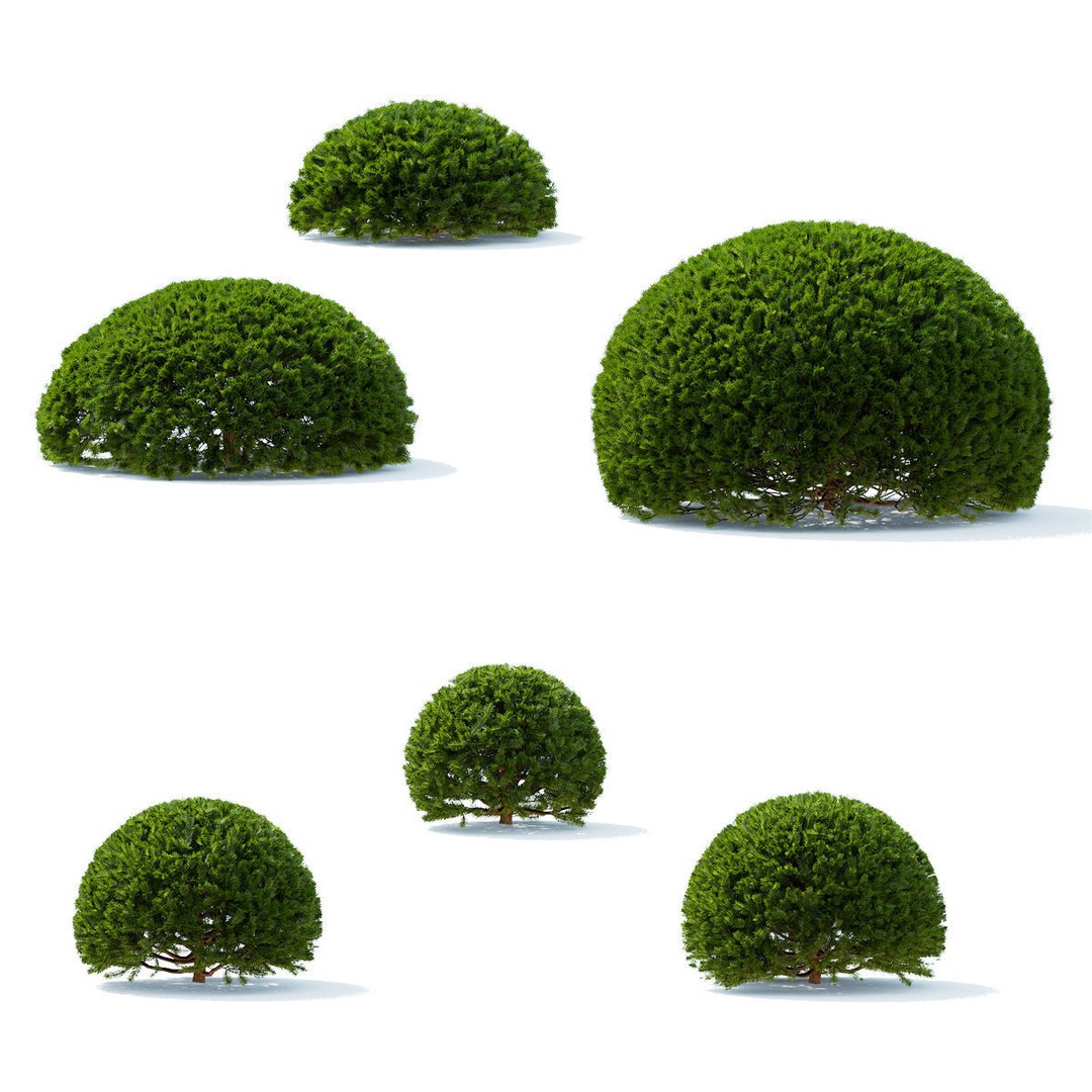 Taxus Baccata Ball 3D Model – High Poly Game Asset, FBX, OBJ - View 3