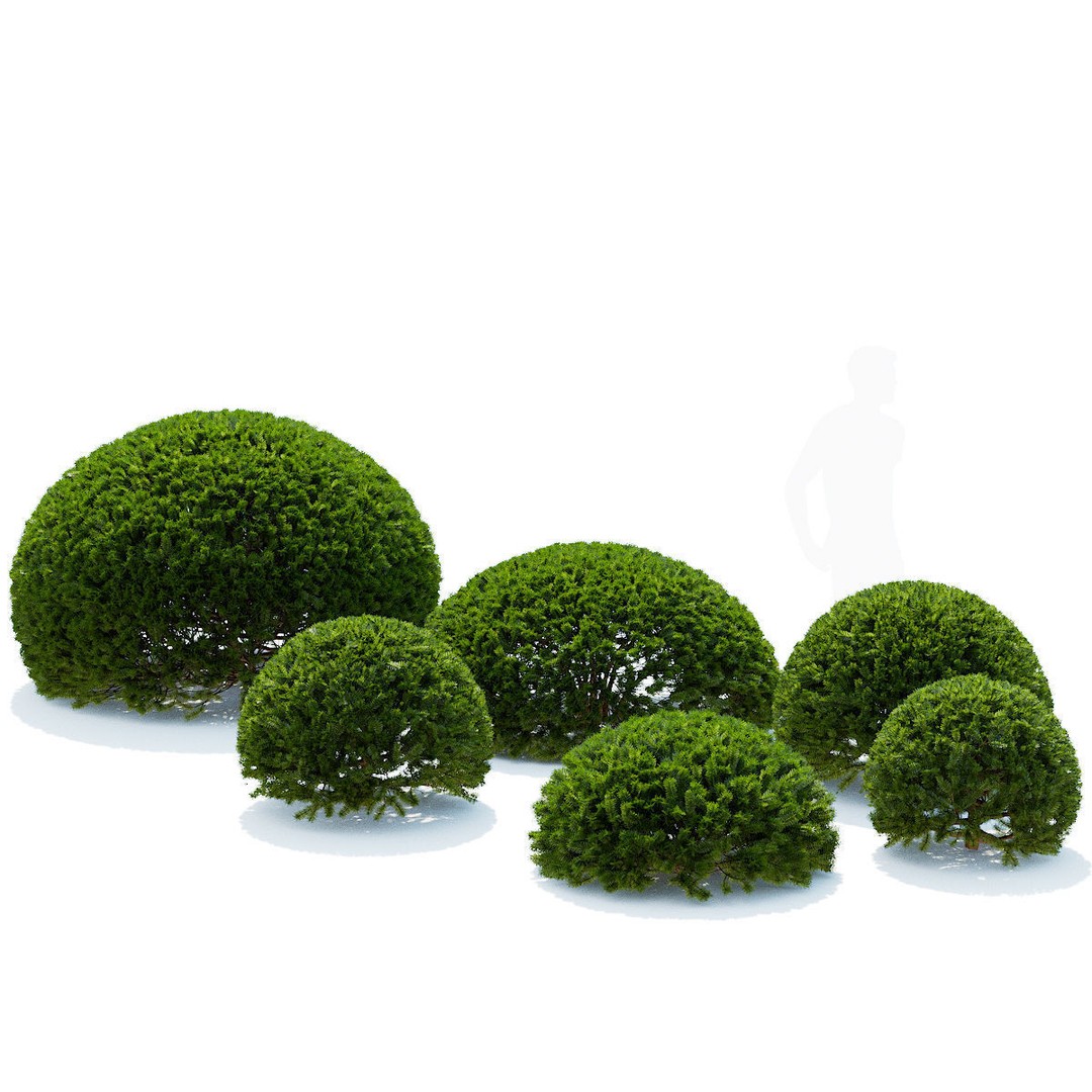 Taxus Baccata Ball 3D Model – High Poly Game Asset, FBX, OBJ - View 4