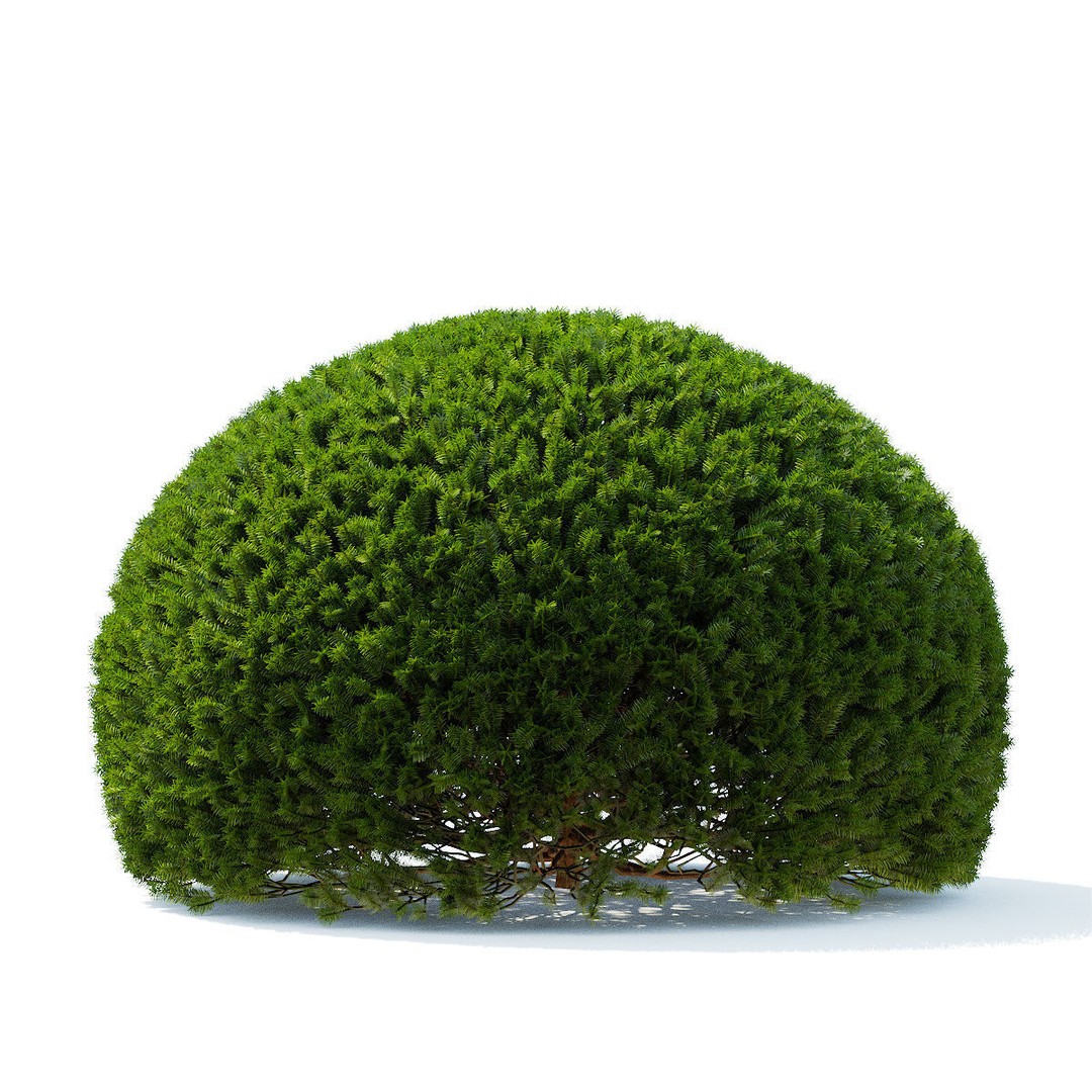 Taxus Baccata Ball 3D Model – High Poly Game Asset, FBX, OBJ - View 5