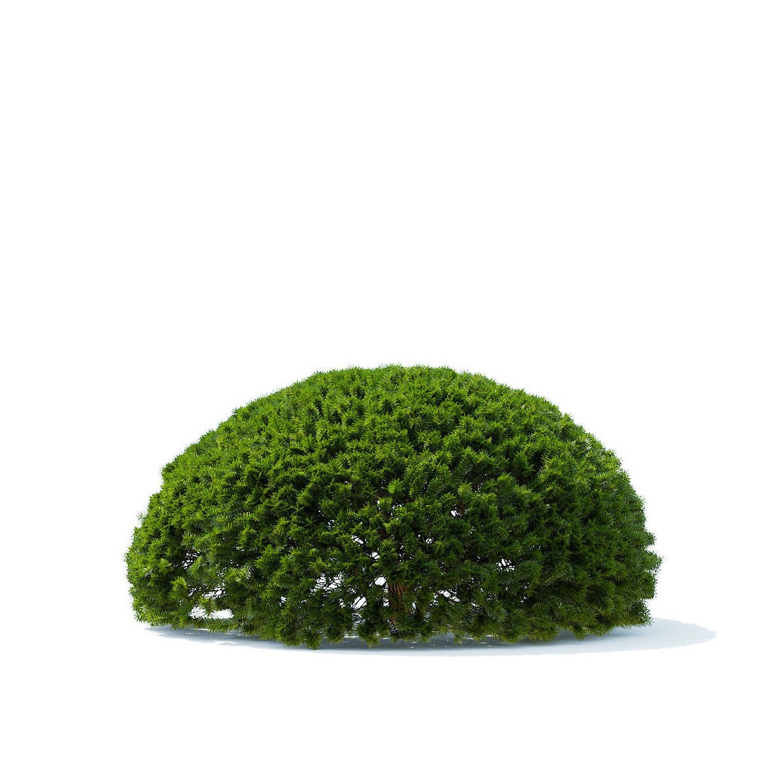 Taxus Baccata Ball 3D Model – High Poly Game Asset, FBX, OBJ - View 6