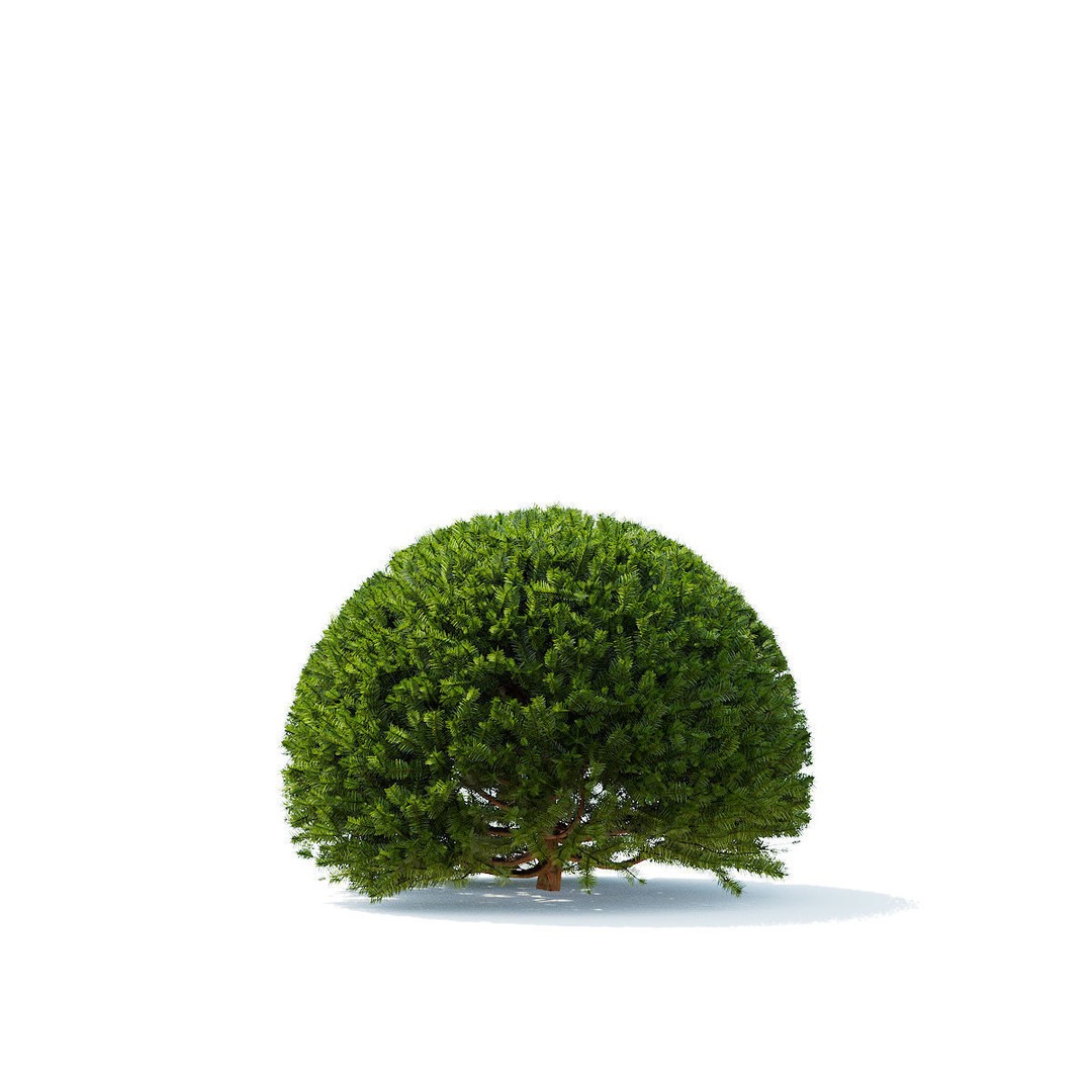 Taxus Baccata Ball 3D Model – High Poly Game Asset, FBX, OBJ - View 7