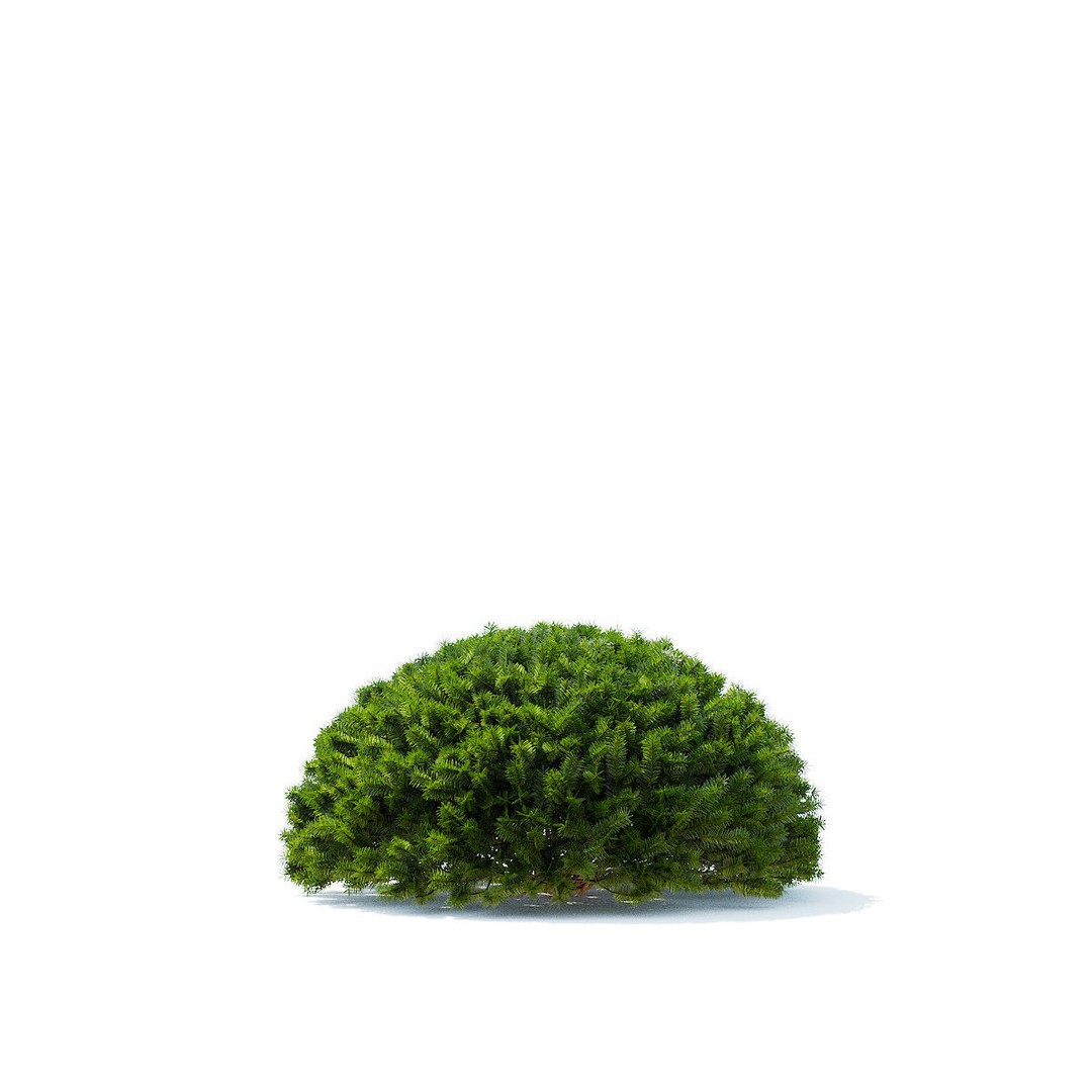 Taxus Baccata Ball 3D Model – High Poly Game Asset, FBX, OBJ - View 8