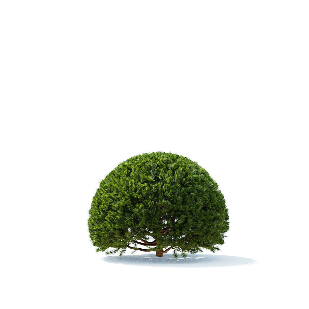 Taxus Baccata Ball 3D Model – High Poly Game Asset, FBX, OBJ - View 9