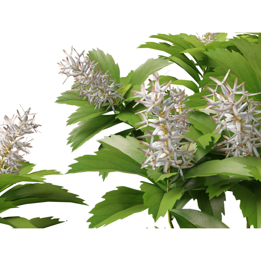 Pachysandra Terminalis 3D Model – High Poly & Low Poly Formats, PBR