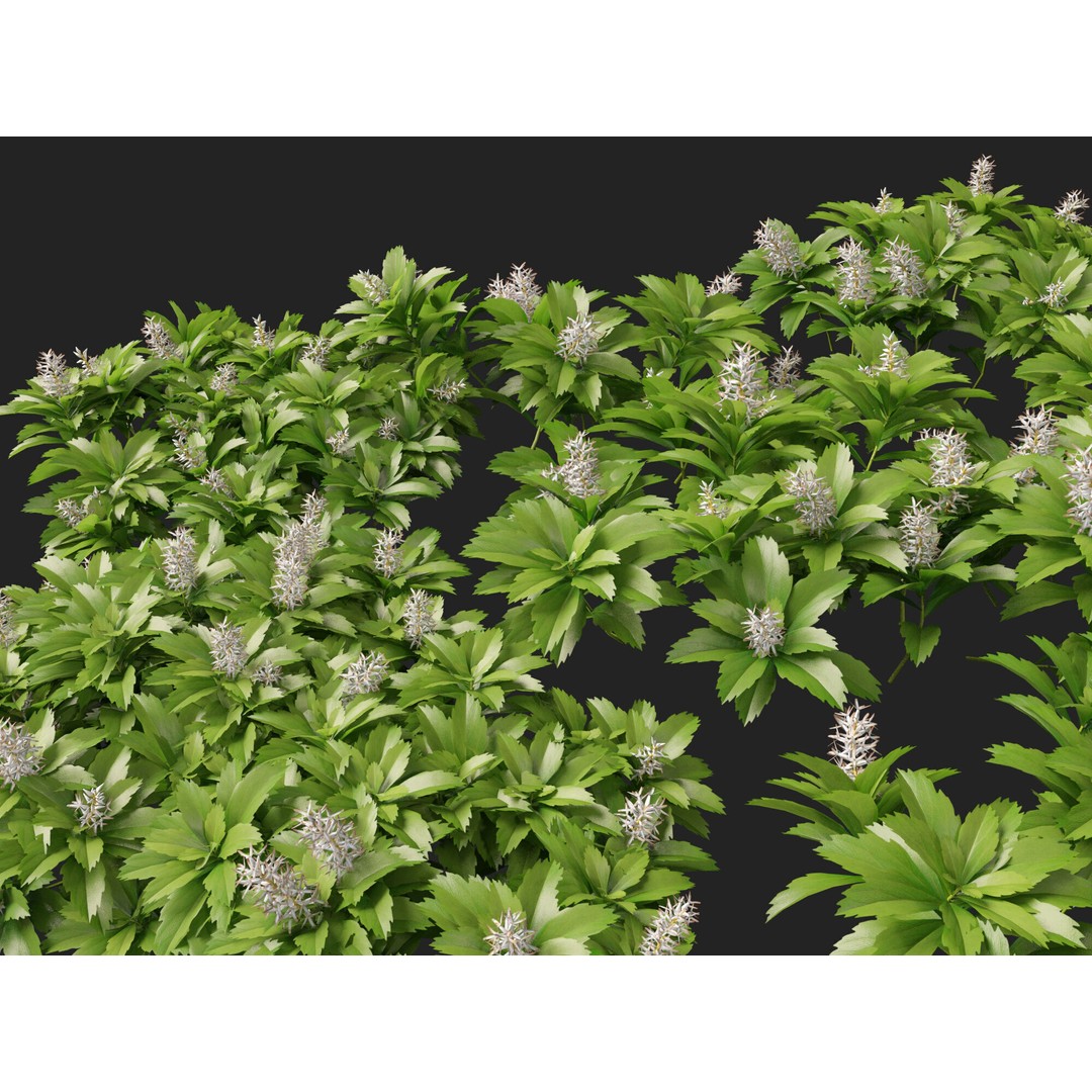 Pachysandra Terminalis 3D Model – High Poly & Low Poly Formats, PBR - View 10