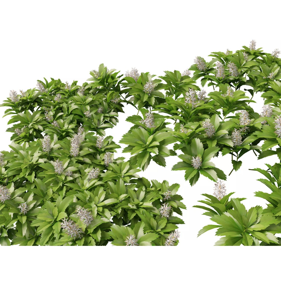 Pachysandra Terminalis 3D Model – High Poly & Low Poly Formats, PBR - View 2