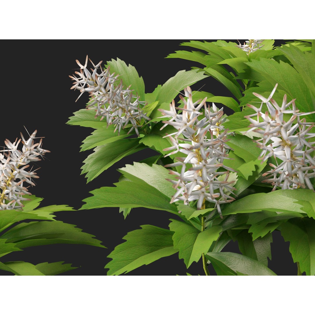 Pachysandra Terminalis 3D Model – High Poly & Low Poly Formats, PBR - View 4