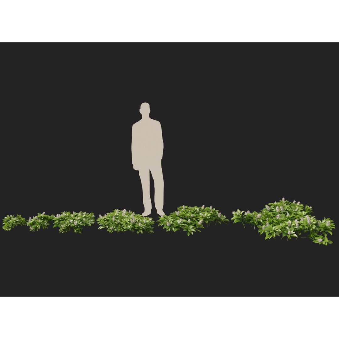 Pachysandra Terminalis 3D Model – High Poly & Low Poly Formats, PBR - View 5