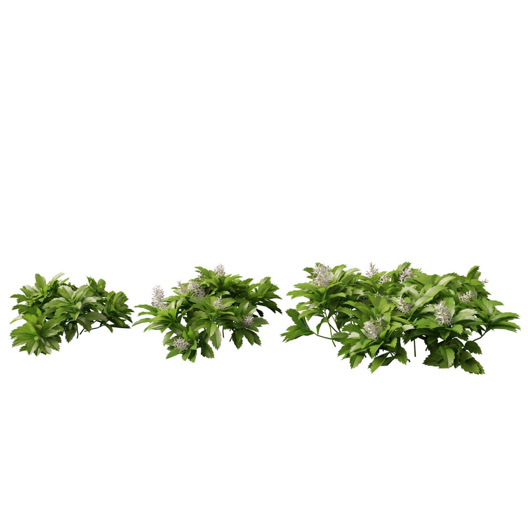Pachysandra Terminalis 3D Model – High Poly & Low Poly Formats, PBR - View 6