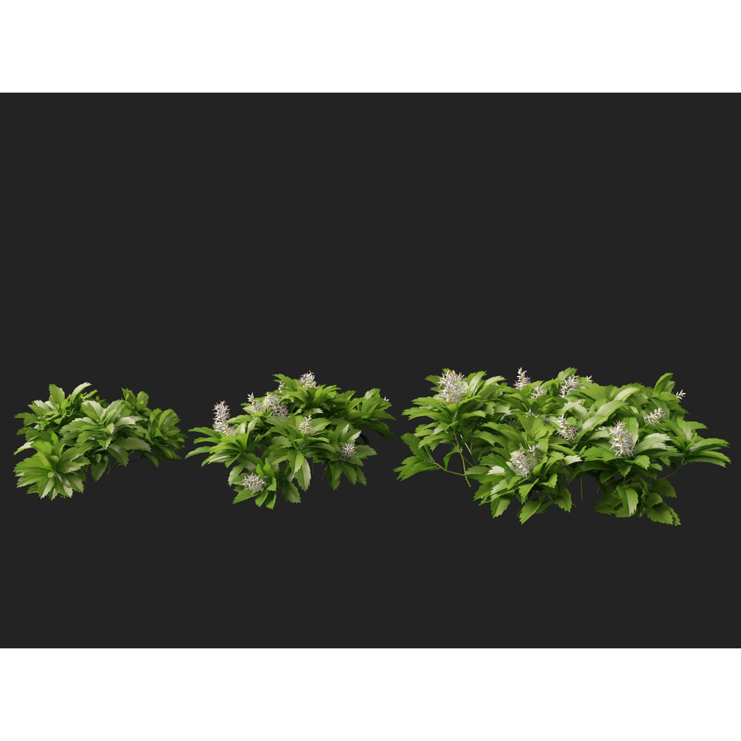 Pachysandra Terminalis 3D Model – High Poly & Low Poly Formats, PBR - View 7