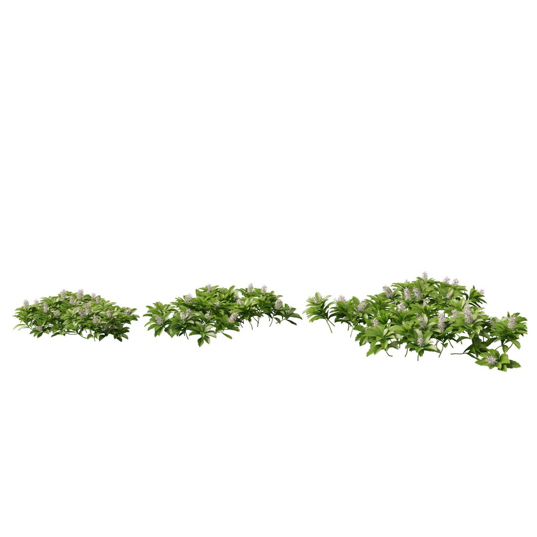 Pachysandra Terminalis 3D Model – High Poly & Low Poly Formats, PBR - View 8